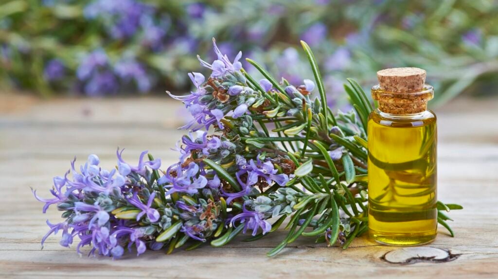 Rosemary essential oil