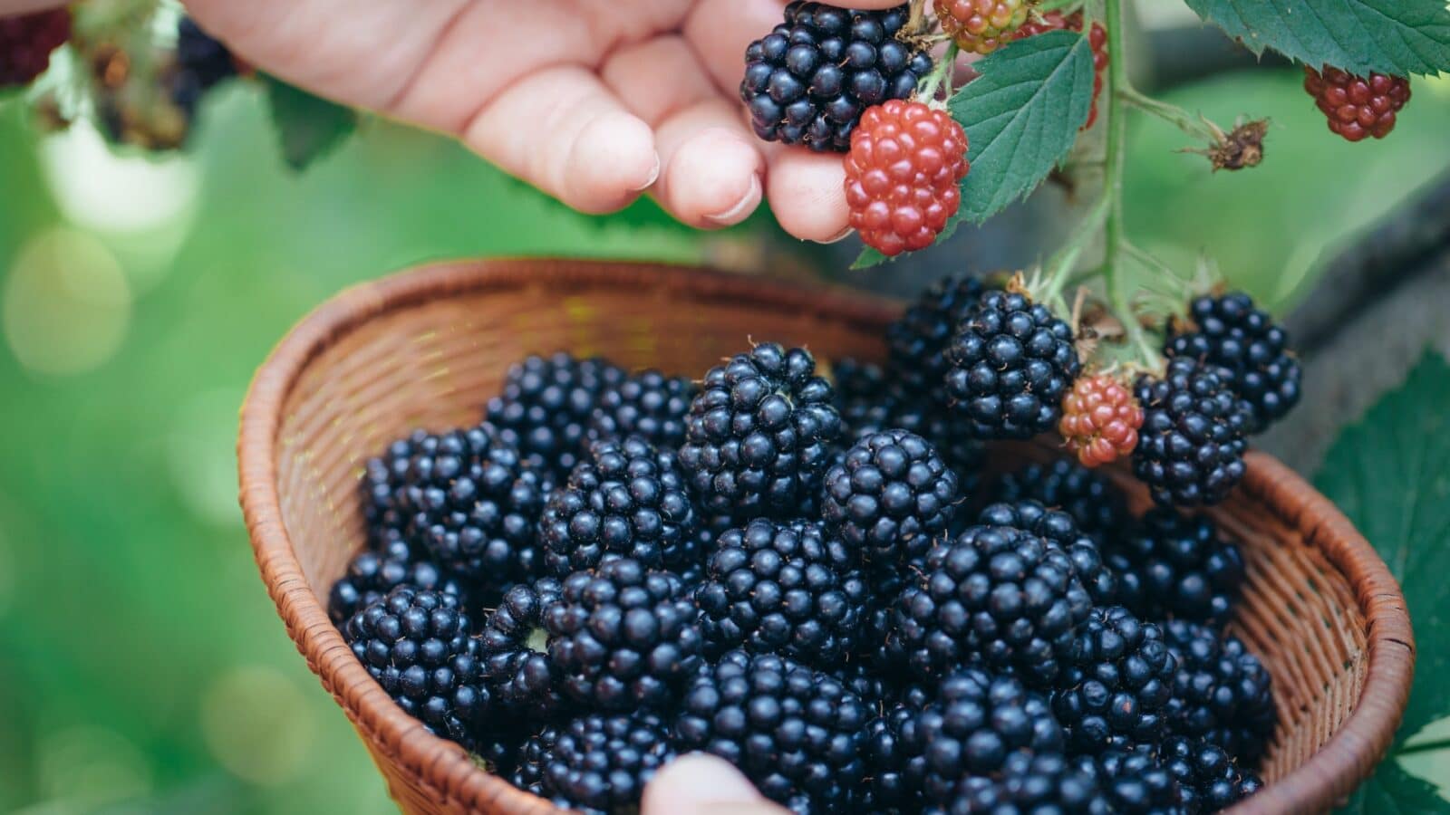 blackberries