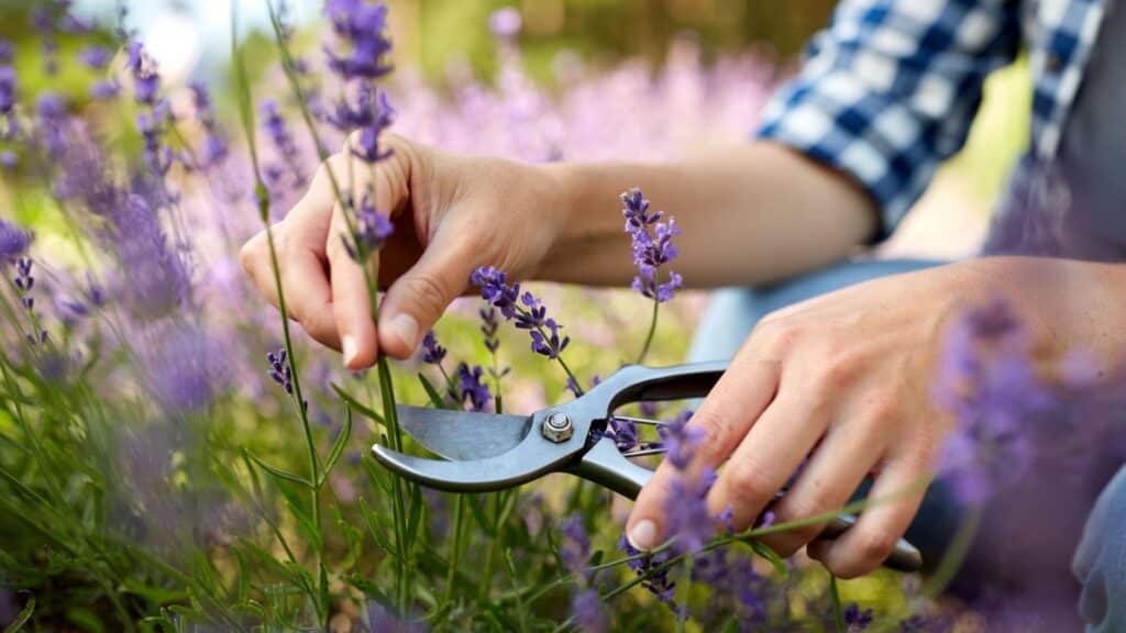 cutting lavender