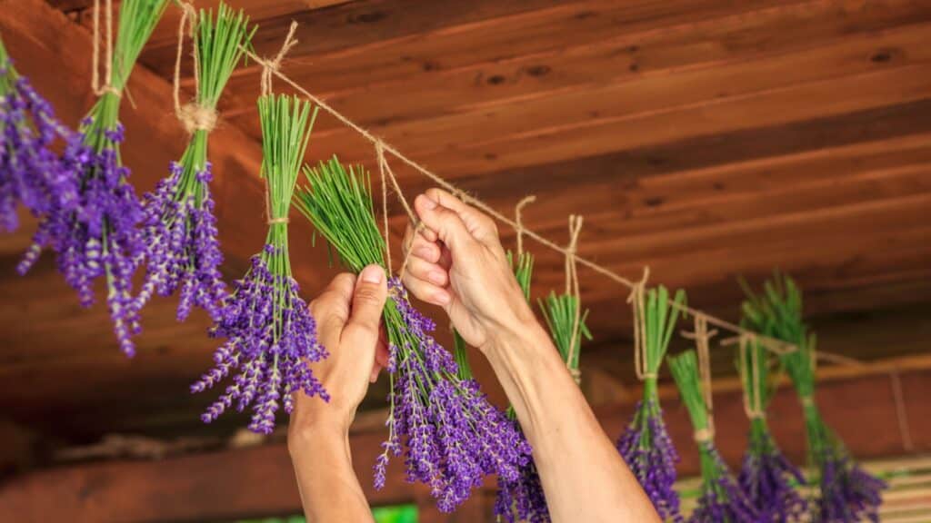 hang drying lavender