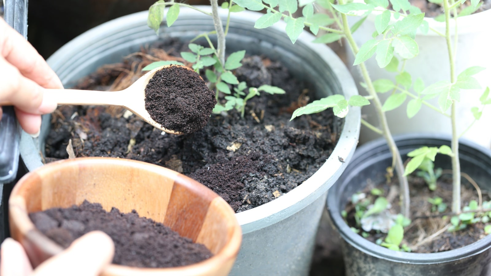 coffee grounds as a natural fertilizer