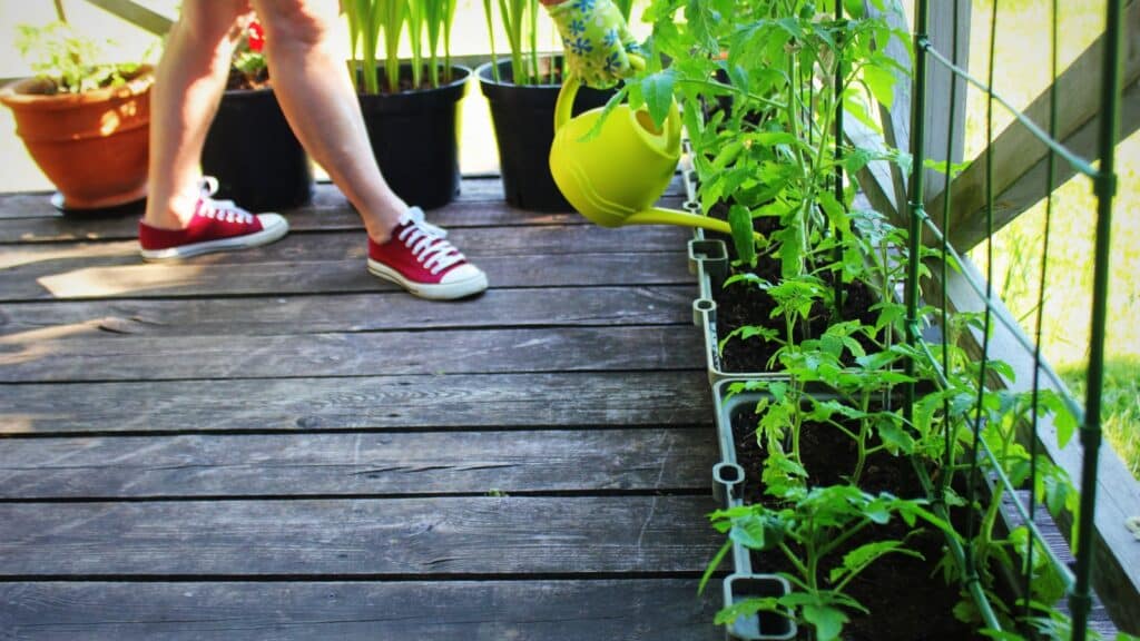 Women gardener watering plants. Container vegetables gardening